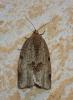 Lozotaenia forsterana